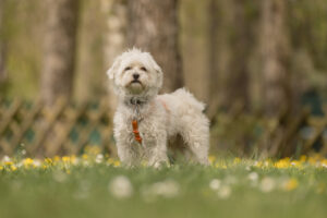 Foto von Chaplin