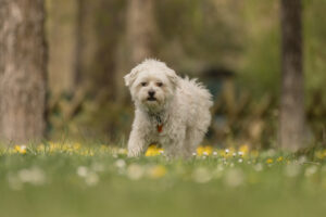 Foto von Chaplin