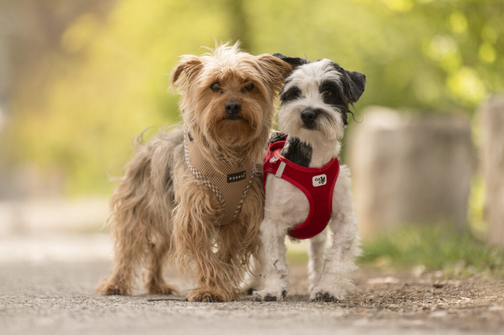 Foto von Oreo und Ferdinand