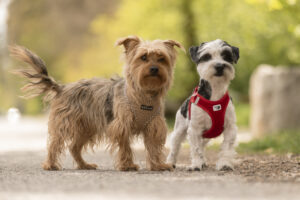 Foto von Oreo und Ferdinand
