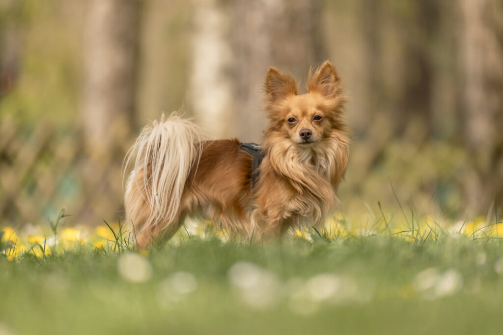 Foto von Leo