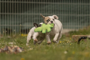 Foto von Toni