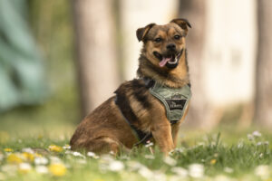 Foto von Max