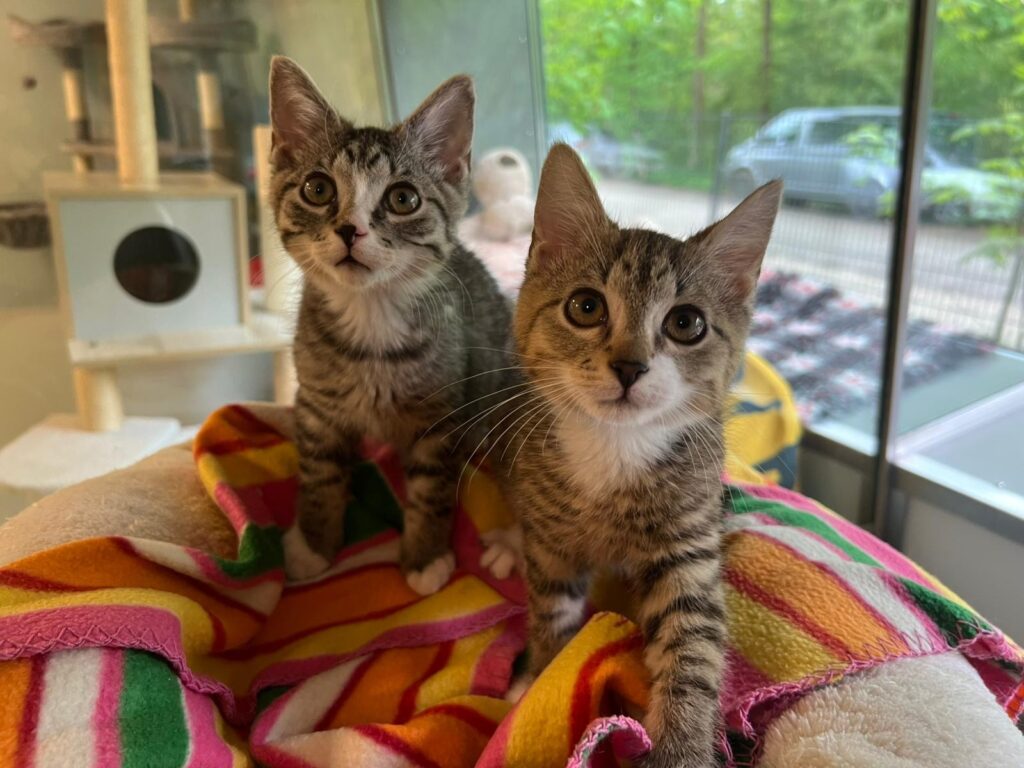 Foto von Skylar und Tylor
