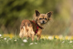 Foto von Peanut