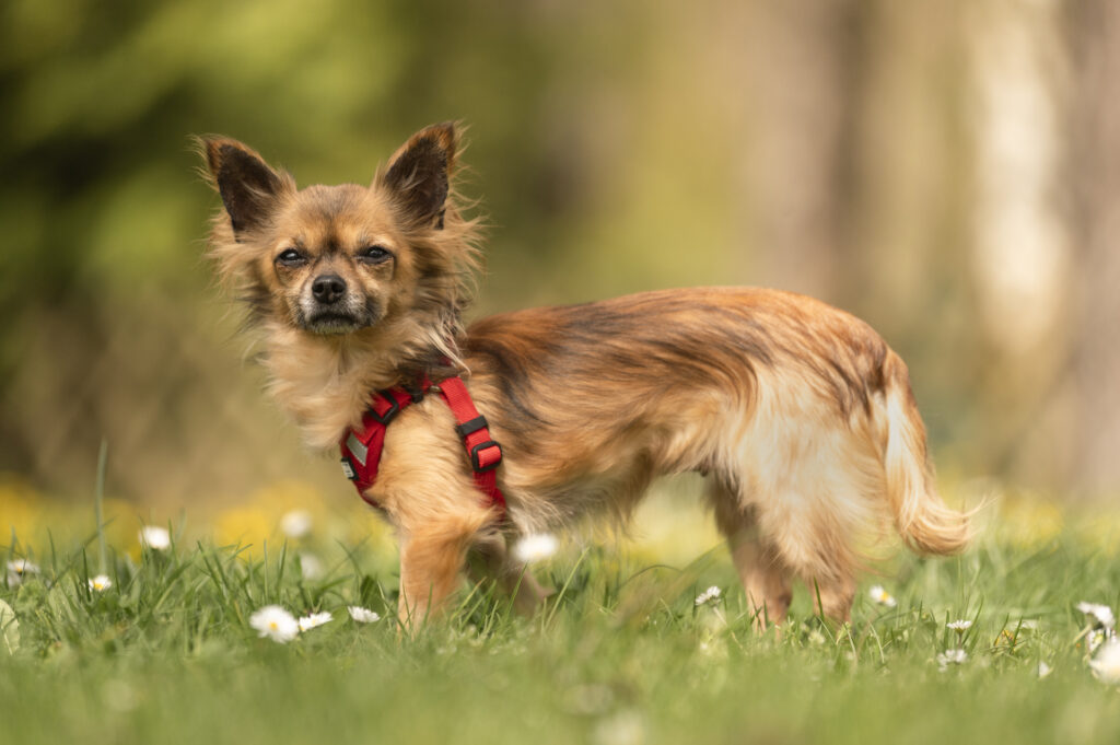Foto von Peanut