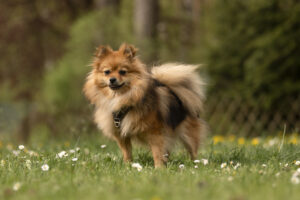Foto von Ronja