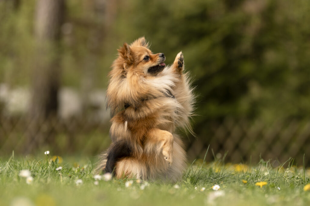 Foto von Ronja