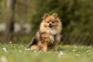 Foto von Ronja