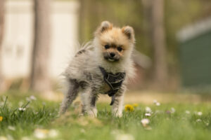 Foto von Toffee