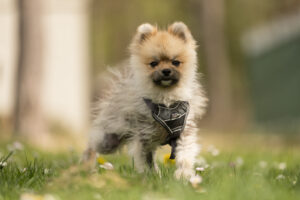 Foto von Toffee