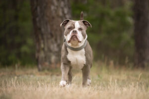 Foto von Buddy