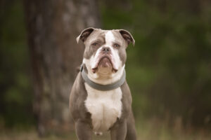 Foto von Buddy