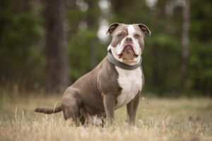 Foto von Buddy