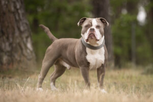 Foto von Buddy