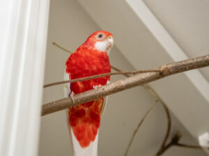 Foto von Blaze
