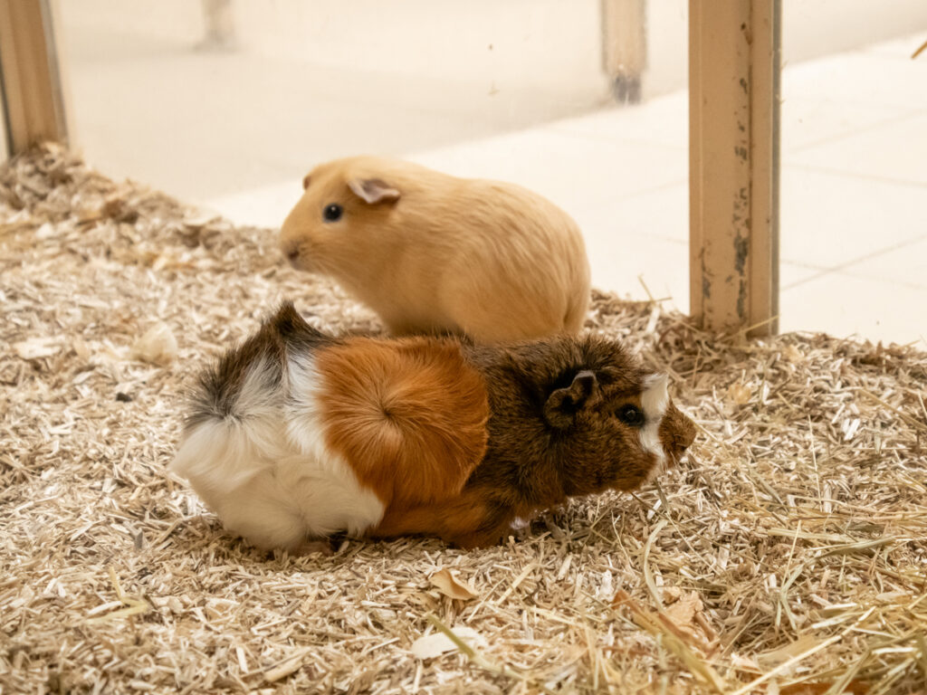 Foto von Brain und Colin