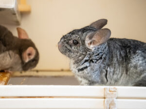 Foto von Chincharming und Chincharella