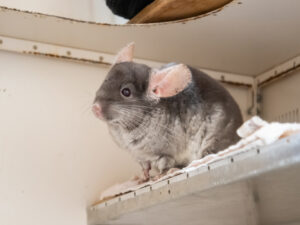 Foto von Chincharming und Chincharella