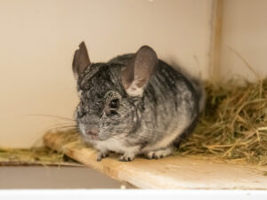 Foto von Chincharming und Chincharella