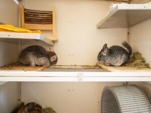 Foto von Chincharming und Chincharella
