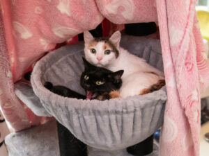 Foto von Cosmo und Luna