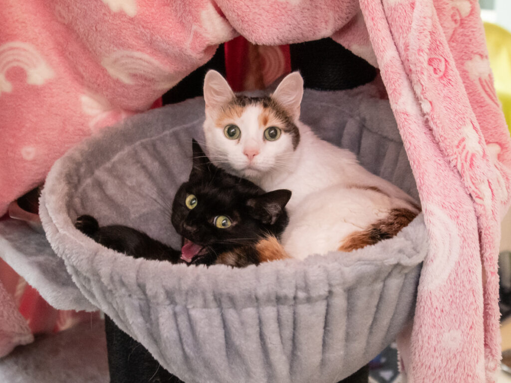 Foto von Cosmo und Luna