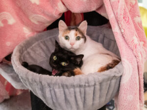 Foto von Cosmo und Luna