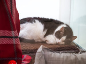 Foto von Croissant und Bisquit