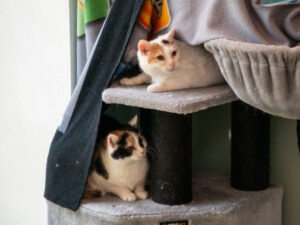 Foto von Flöckchen, Sternchen und Fiepi