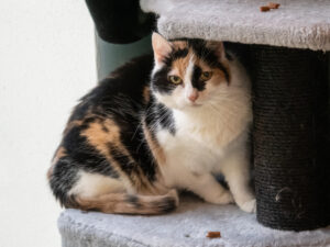 Foto von Flöckchen, Sternchen und Fiepi