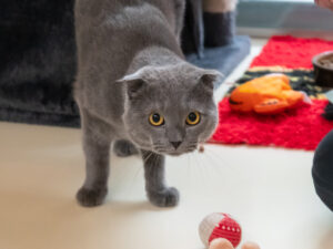 Foto von Otis