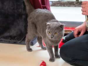 Foto von Otis