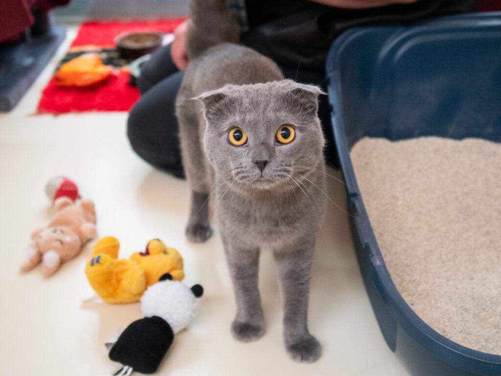 Foto von Otis