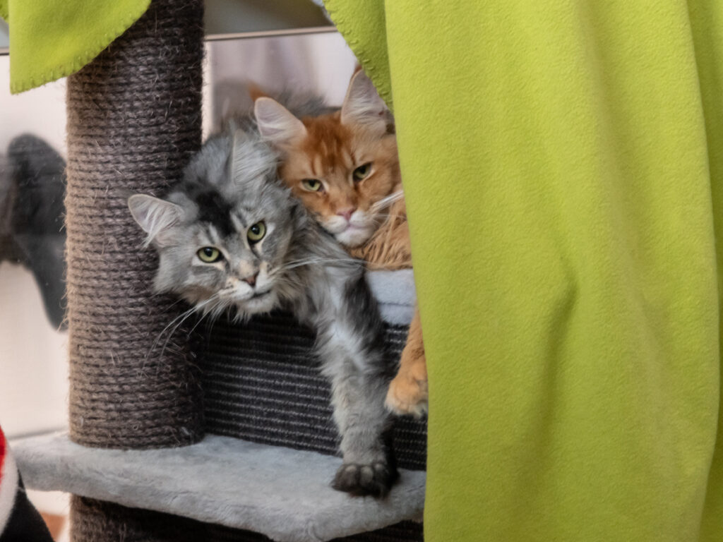 Foto von Pixel und Giorgia