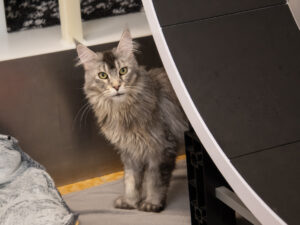 Foto von Pixel und Giorgia