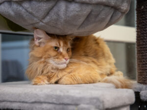 Foto von Pixel und Giorgia