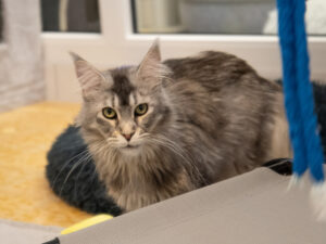 Foto von Pixel und Giorgia