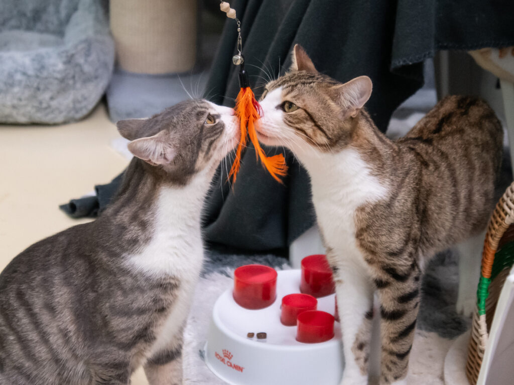 Foto von Riley und Viola