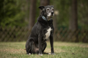 Foto von Blacky