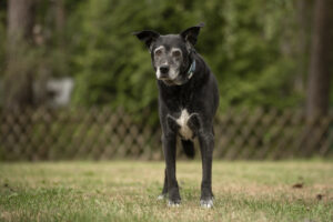 Foto von Blacky
