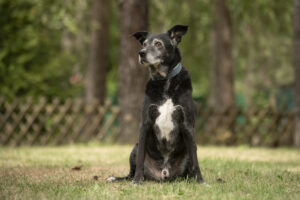 Foto von Blacky