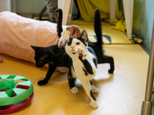 Foto von Katzenkinder
