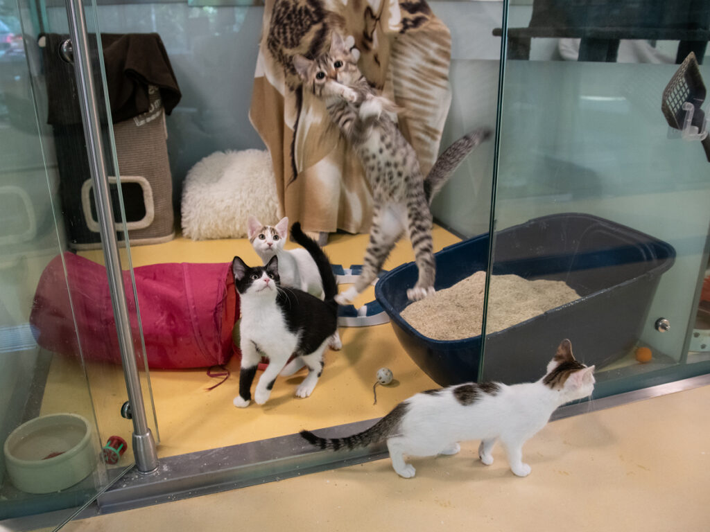Foto von Katzenkinder