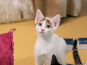 Foto von Katzenkinder