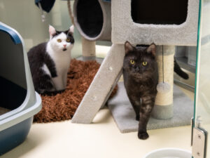 Foto von Wilma, Anubis und Bailey
