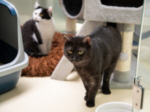 Foto von Wilma, Anubis und Bailey