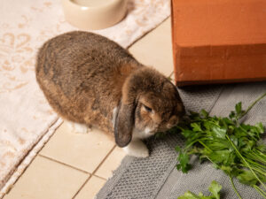Foto von Hannes