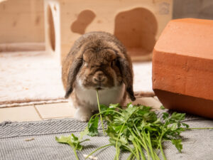 Foto von Hannes