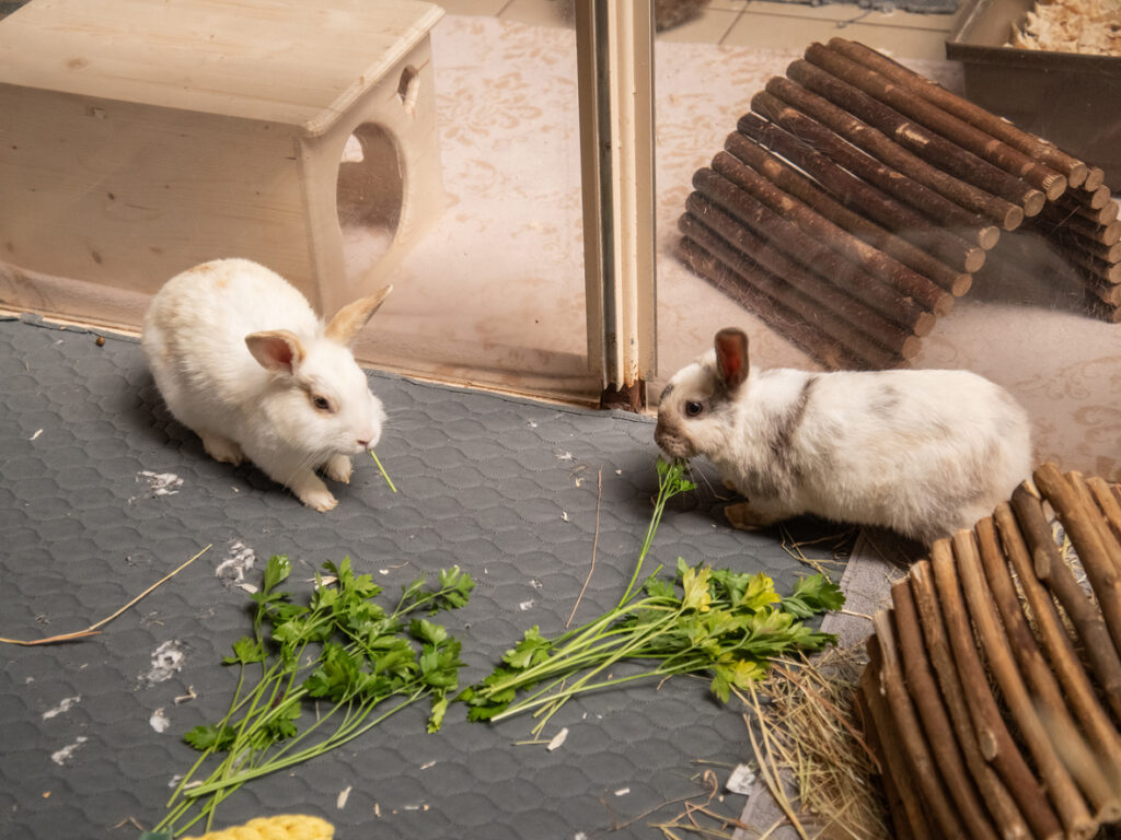 Foto von Nala und Nina